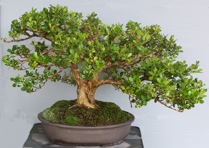 Live oak style boxwood 5-10e10