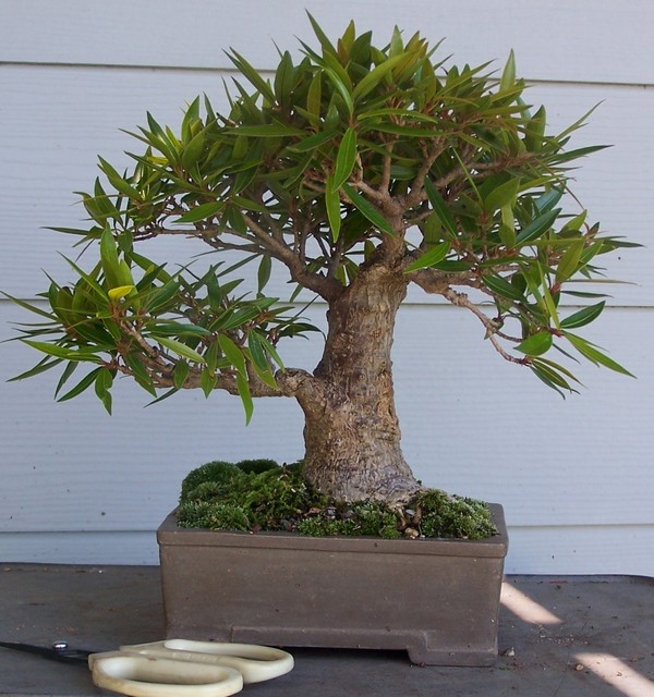 willow leaf ficus 6-10_a11