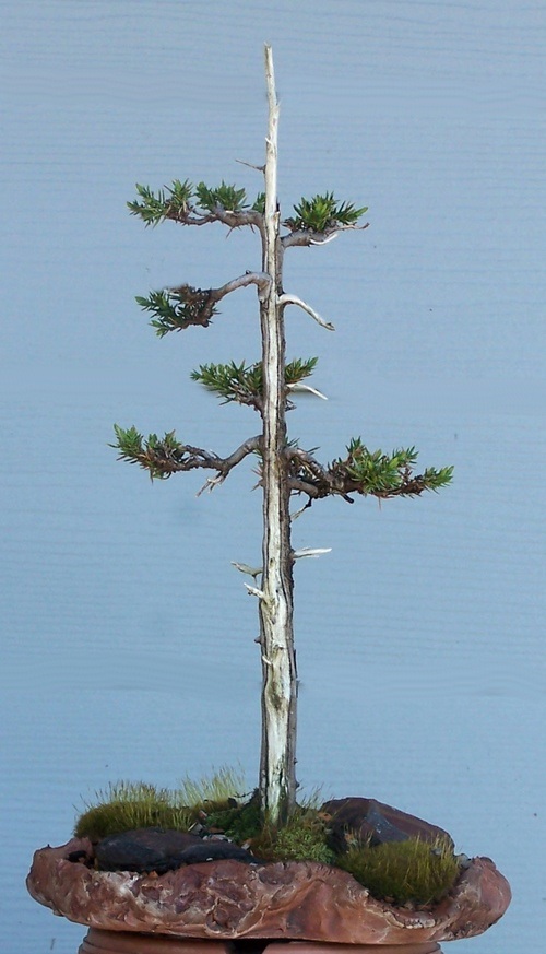 Shohin upright juniper Formal10