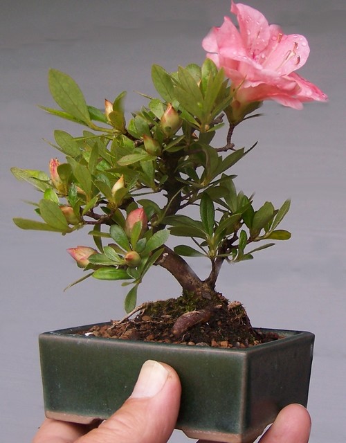 Another little azalea and large bloom Jay_mi10