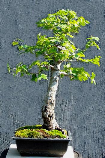 Liquidambar styraciflua Liquid10