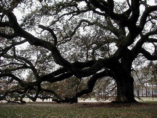 Live oak style boxwood Oak_210