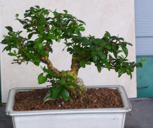 Root-over-rock privet Root-r11