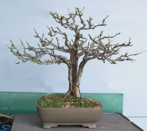 Split trunk Oriental pear - Pyrus pyrifolia Spring13