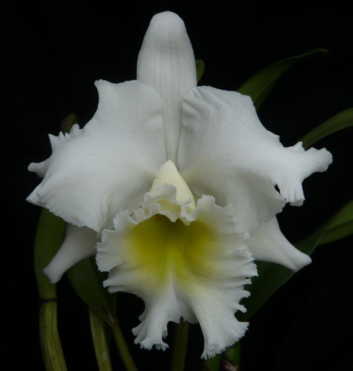 RLC. Mount Hood 'Mary' Blc_mo14