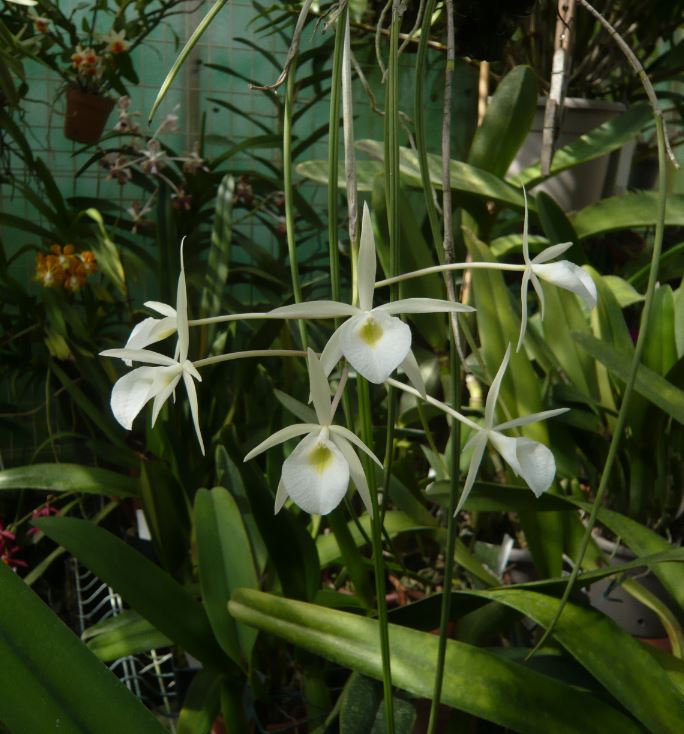 Brassavola flagellaris Brassa15