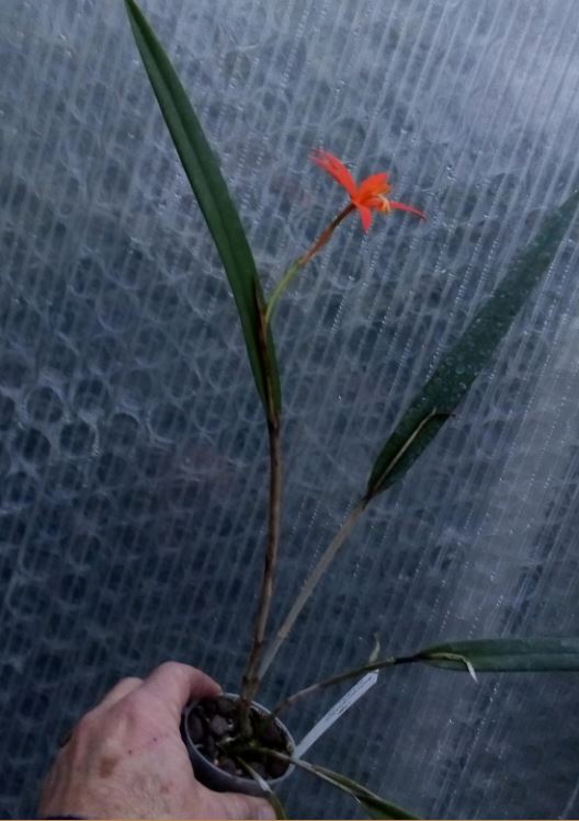 Cattleya harpophylla Cattl108