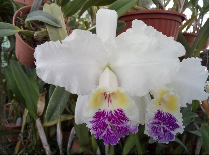 Cattleya lueddemanniana f. semi alba 'Leyma Rosales' Cattl115