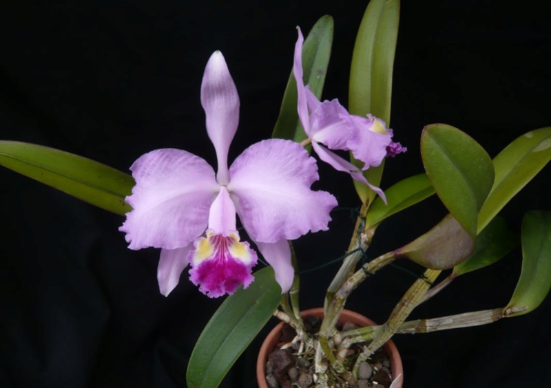 Cattleya lueddemanniana Cattl126