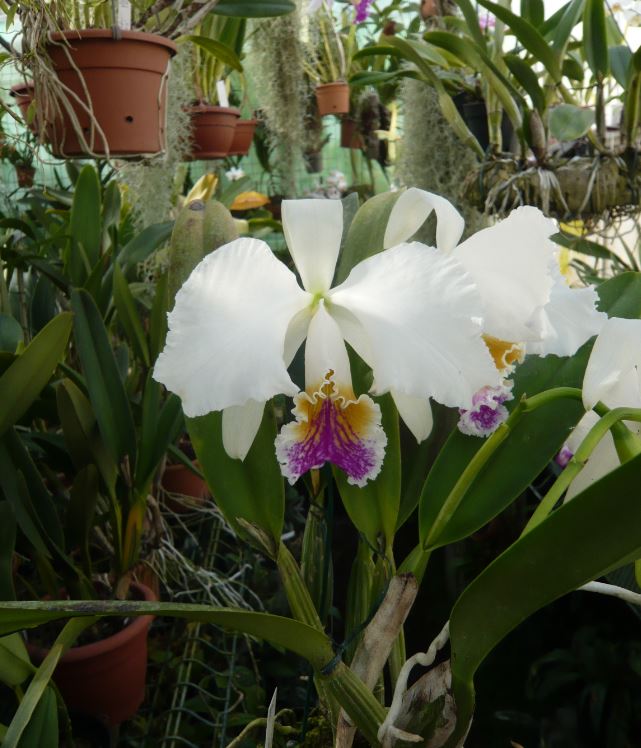 Cattleya mossiae f. semi alba Cattl143