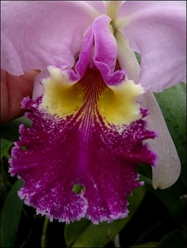 Cattleya warscewiczii Cattl161
