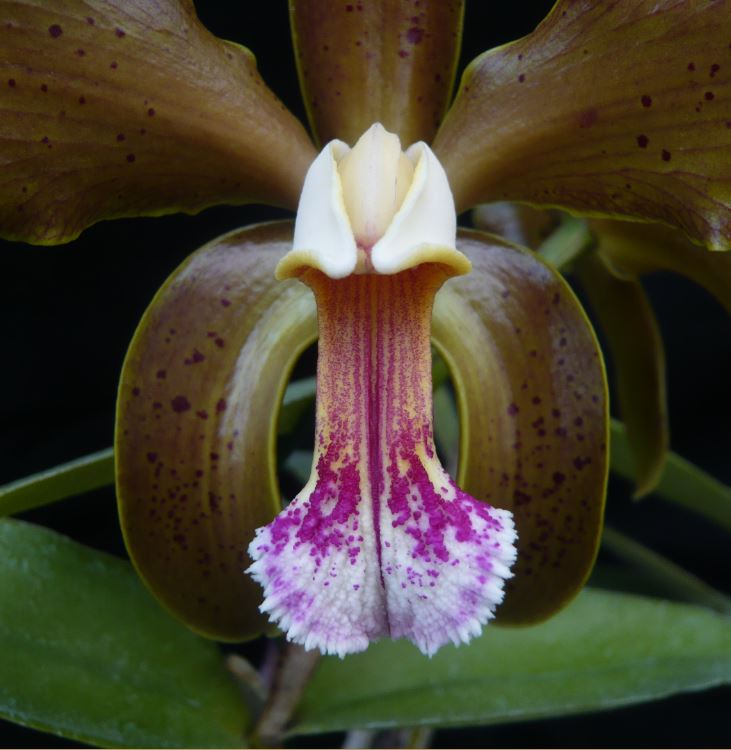 [Résolu] Cattleya porphyroglossa  Cattl170