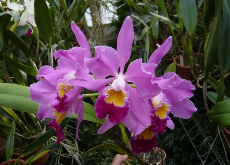 Cattleya wallisii 'Mt. Ito' Cattle50