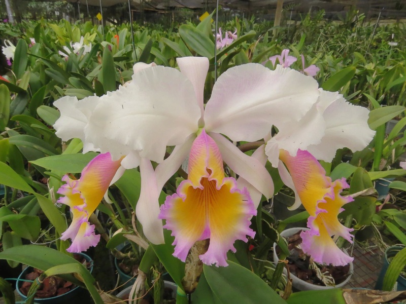 Cattleya Octave Doin Cattle65