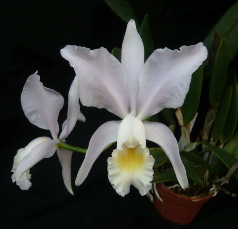 Cattleya Minacia (Mastersoniae) Cattle73