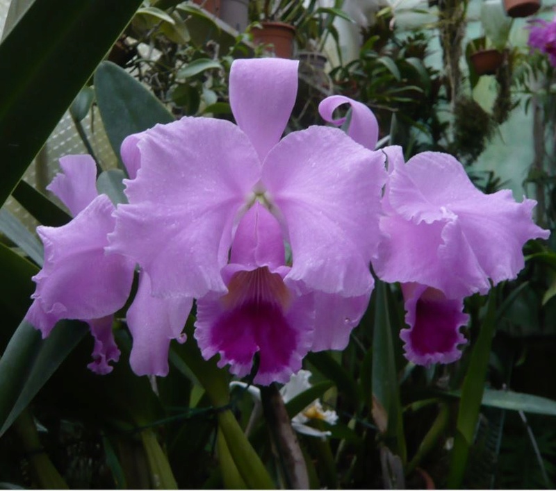 Cattleya walkeriana f. flamea Cattle93