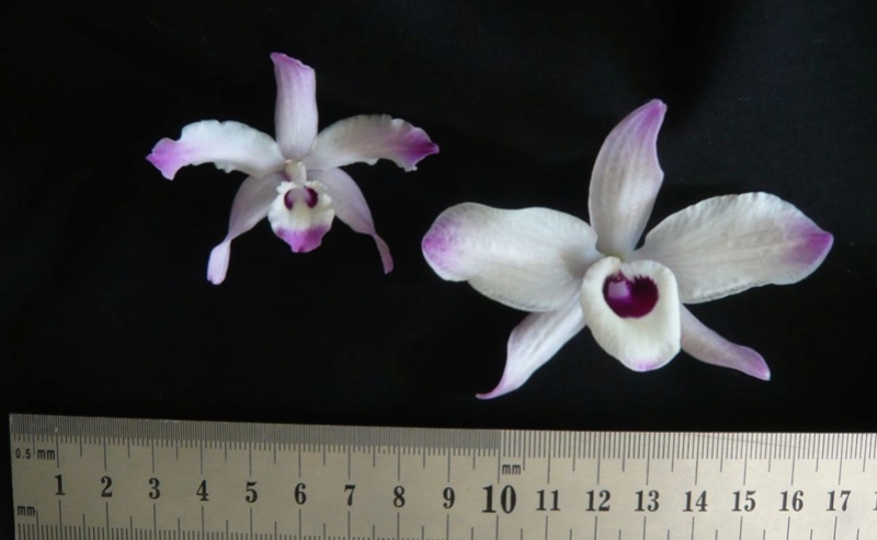 Dendrobium linawianum Dendro19