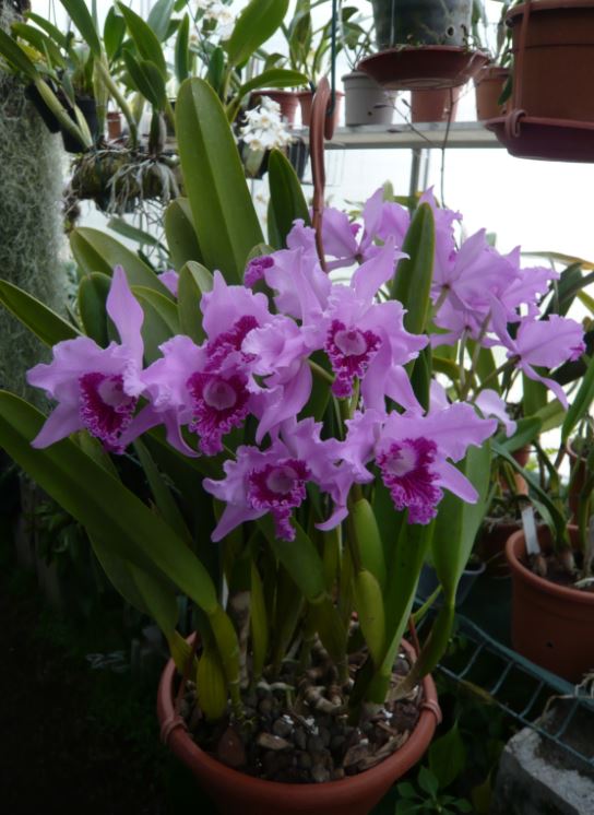 Cattleya (Laelia) lobata Laelia24