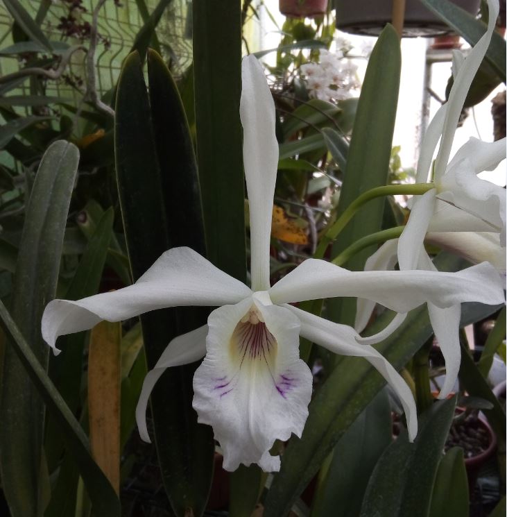 Cattleya (Laelia) purpurata f. multiforme 'Bigode de gato' Laelia27