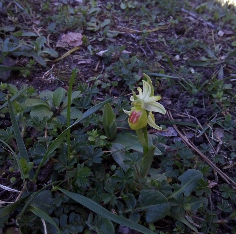 Ophrys sp. Ophrys10