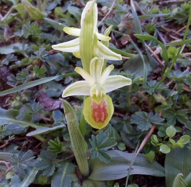 Ophrys sp. Ophrys11