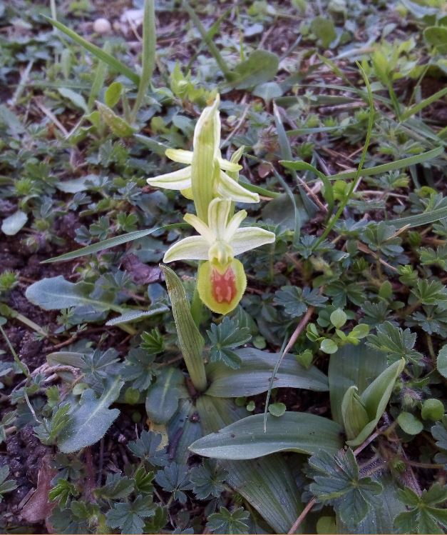 Ophrys sp. Ophrys13