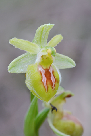 Ophrys sp. Ophrys14