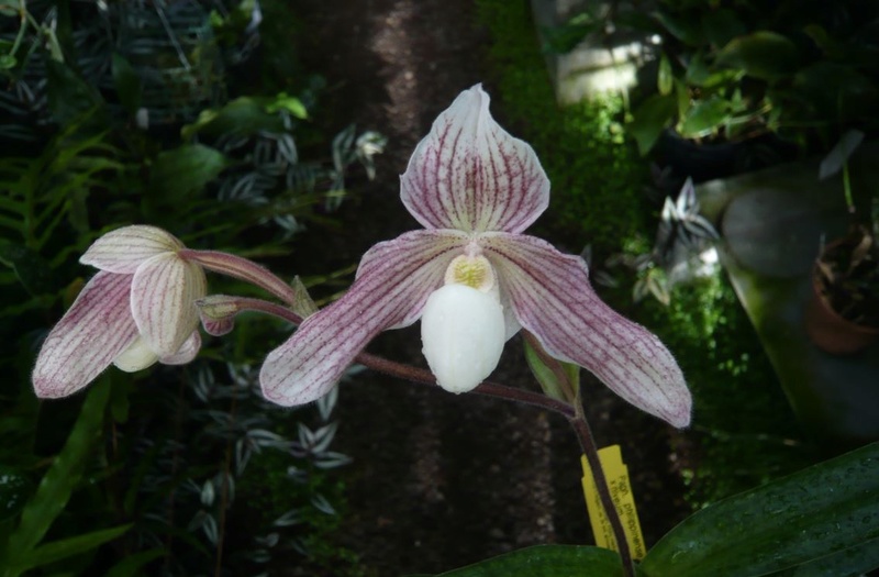 Paphiopedilum Vipanii  Paphio10