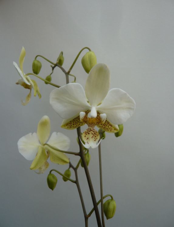 Phalaenopsis stuartiana Phalae10