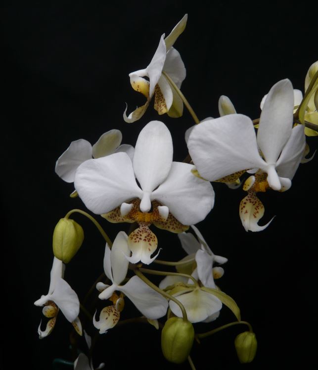 Phalaenopsis stuartiana Phalae13