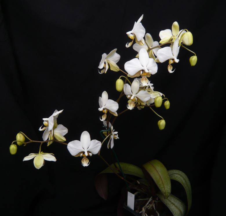 Phalaenopsis stuartiana Phalae15
