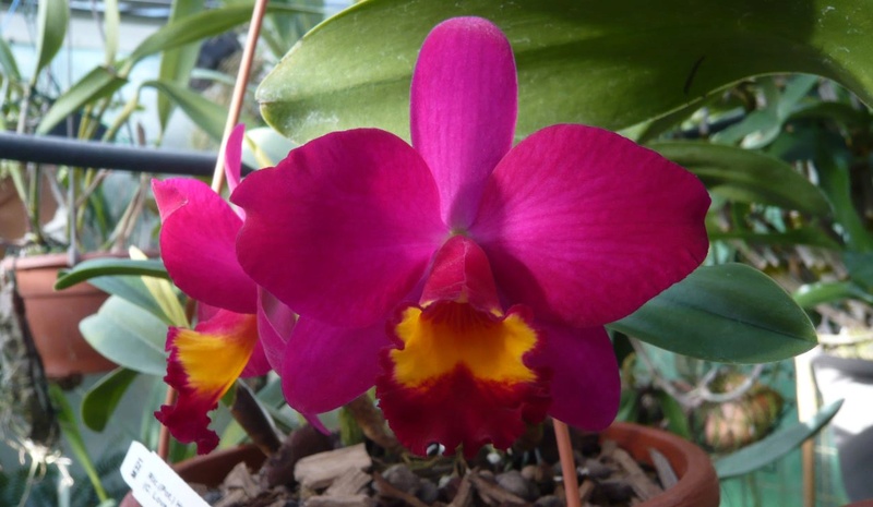 RLC Hsinying Dream 'Violet Queen' Rlc_hs11