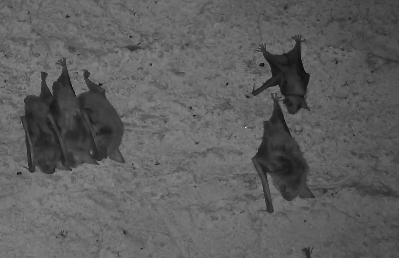 Grands murins (Myotis myotis) de Férel sous video surveillance Sans_t24