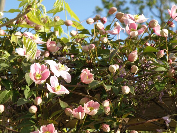 JARDINAGE : Et chez vous ? P4250010