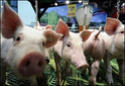 خبر عاجل الكشف عن مرض انفلونز الخنازي 20090410