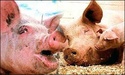خبر عاجل الكشف عن مرض انفلونز الخنازي 3_124_10