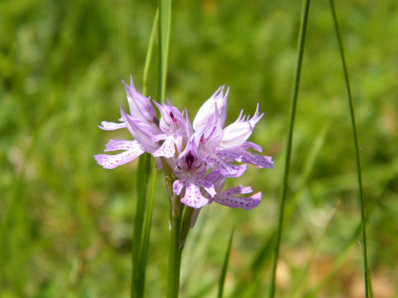 Orchidee spontanee in trentino 09051618