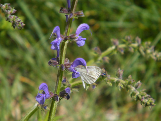 Farfalle, farfalle e farfalle Leptid10