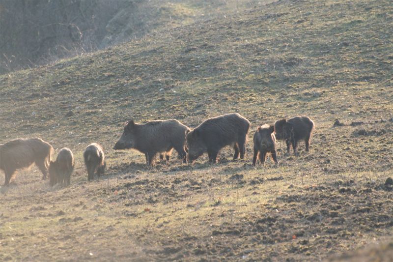 Nel campo dietro casa... 21-02-10