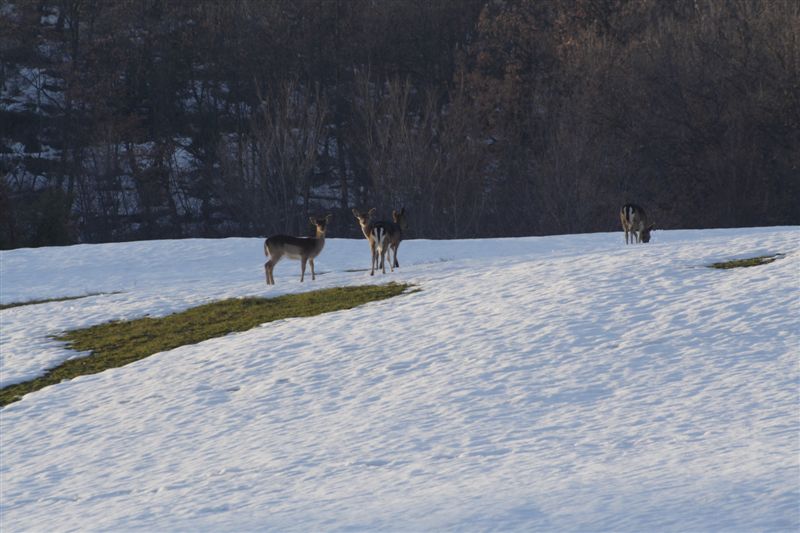 Alla ricerca di palchi... Dpp_0088