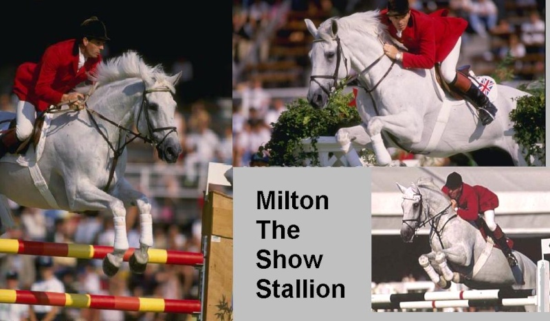 A Stallion comes 41301110