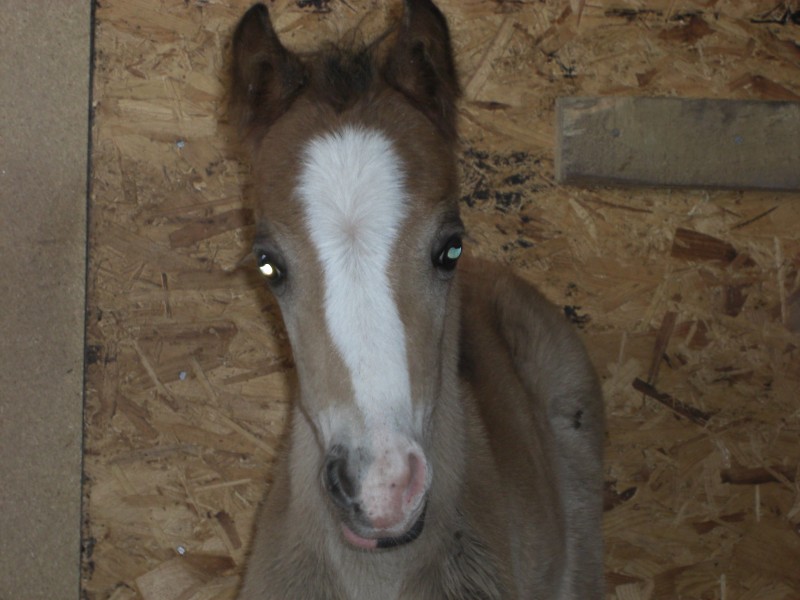 Fancy Lady's Filly Mums_f10