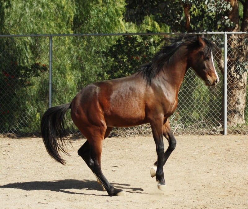 Horses for sale Olympi12