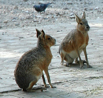 Faune patagonne 400px-10