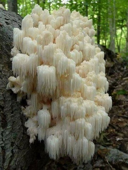 Hericium erinaceus (hydne hérisson) : le champignon de la mémoire Hericu10