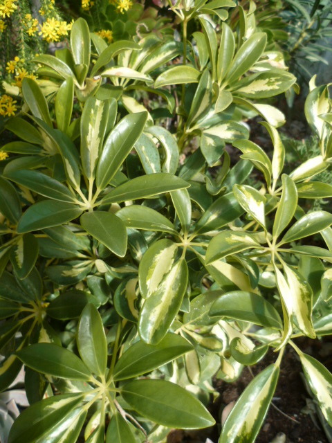 Schefflera arboricola 1-p10221