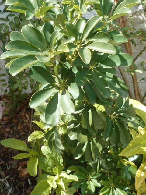 Schefflera arboricola 1-p10224