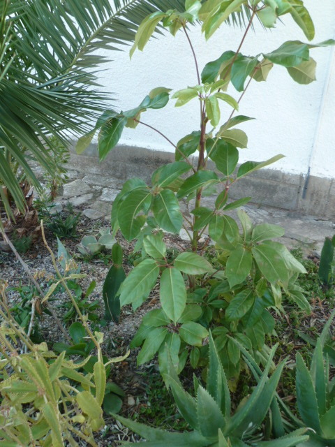 Schefflera arboricola 1-p10225
