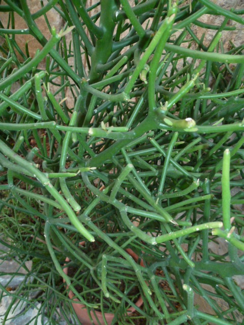 Wigandia urens + Euphorbia tirucalli [Identifications] 1-p10233