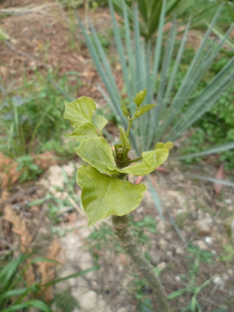 Erythrina caffra [Identification] 1-p10251